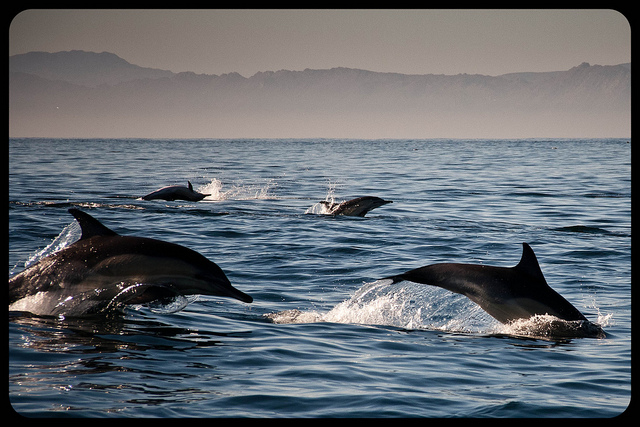 Les dauphins comme les baleines sont très sensibles au bruit marin.
Jolene Thompson/Flickr, CC BY