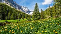 Plus de 7000 ans d’agriculture et de pâturage révélés par la fonte des glaces dans les Alpes suisses