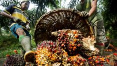 Pour une huile de palme durable, soutenir les petits producteurs et encadrer les grandes plantations