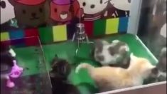 Des distributeurs de chatons vivants à la place des peluches sont installés en Chine (vidéo)