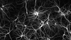 Deep learning, des réseaux de neurones pour traiter l’information