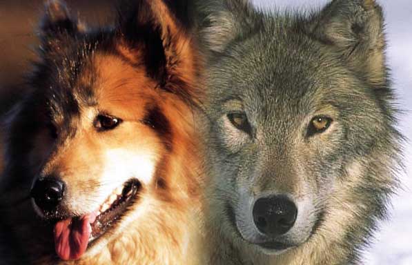 9 Races De Chiens Magnifiques Ressemblant Aux Loups