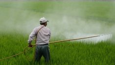 Produits d’alimentation chinois : trop de pesticides et trop peu d’inspection