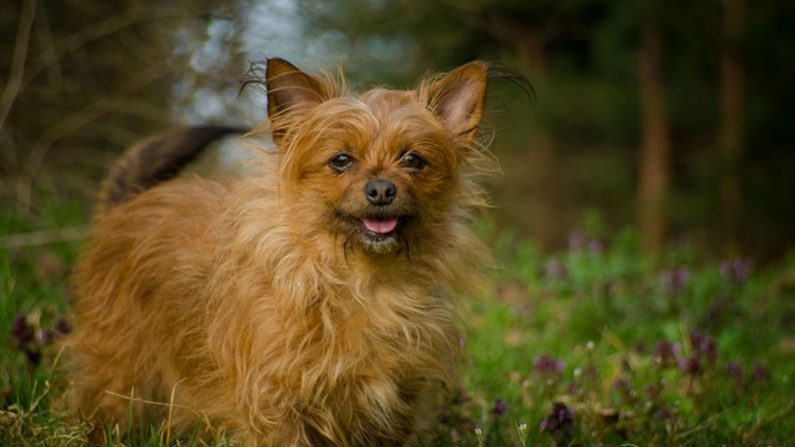 Moggafogga/Flickr, CC BY