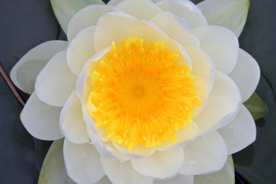 En 2013, une équipe de soixante-dix chercheurs a séquencé le génome du Nelumbo nucifera ou lotus sacré, ce qui devrait aider les scientifiques à comprendre comment cette plante est capable de survivre pendant des milliers d’années. Le lotus sacré fut symbole d’immortalité et de résurrection, inspirant les croyants à travers les âges. (Syl Lebar)