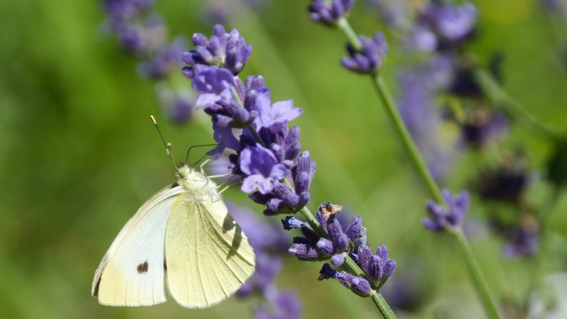 Les papillons sont des pollinisateurs sauvages qui rendent des services écologiques essentiels et permettent la fructification de nombreuses espèces cultivées. 
(Daniel Tobias/Association canadienne des médecins pour l’environnement)