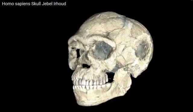 Homo sapiens Crâne Jebel Irhoud (Capture d'écran)