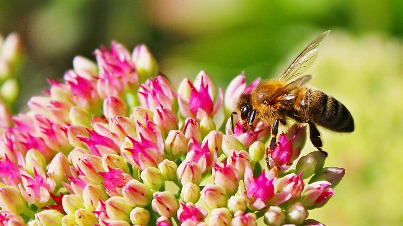 Les abeilles sauvages et domestiques pollinisent un tiers des plantes que nous consommons.
CC0 Public Domain 