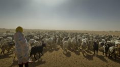 Pourquoi le Tchad est le pays le plus exposé au réchauffement climatique