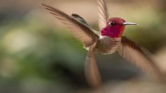 8 choses que vous ignorez sans doute sur le colibri