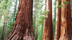 Le séquoia, l’histoire d’un arbre millénaire