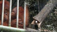 Les orangs-outans pratiquement éteints en raison de la production de l’huile de palme en Indonésie