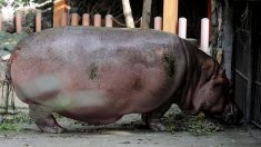 Le plus vieil hippopotame au monde a rendu son dernier souffle à l’âge de 65 ans