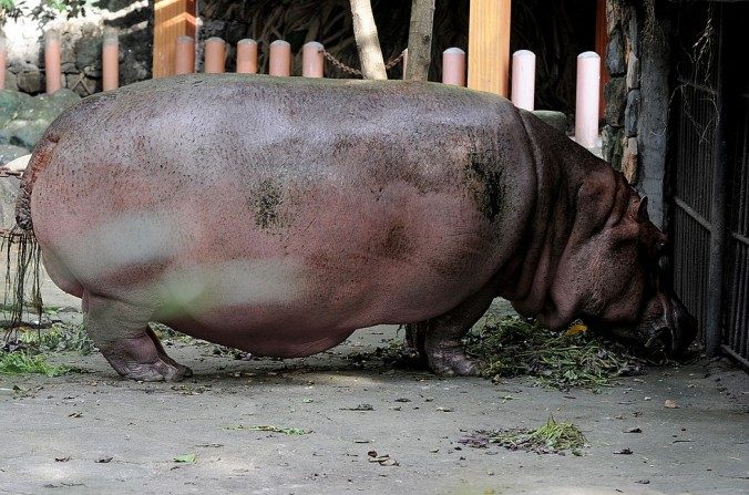 Un hippopotame dans un enclos du zoo de Manille (Jay Directo/AFP/Getty Images)