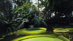 Les Jardins remarquables… prennent la pose au Jardin du Luxembourg