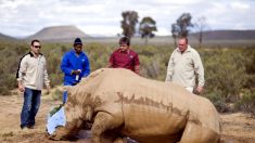 L’Afrique du Sud s’oppose à une vente aux enchères de cornes de rhinocéros