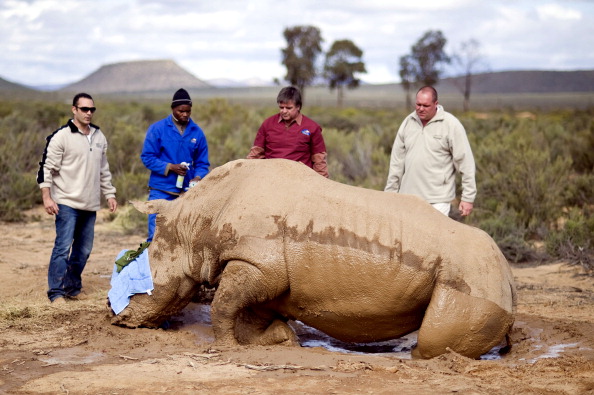 Searl Derman, le propriétaire de la Réserve d'Aquila Game  et le vétérinaire, Doempies Trichardt essaient de calmer un rhinocéros blanc gravement blessé dans un creux après que les braconniers lui aient arraché sa corne sur la réserve de gibier d'Aquila dans la rivière Touws, à environ 180 km au nord de Cape Town, Afrique du Sud, le 22 août 2011. ( RODGER BOSCH/AFP/Getty Images)
