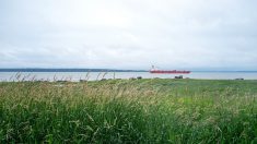 Canada: vitesse réduite dans le Saint-Laurent pour sauver les baleines