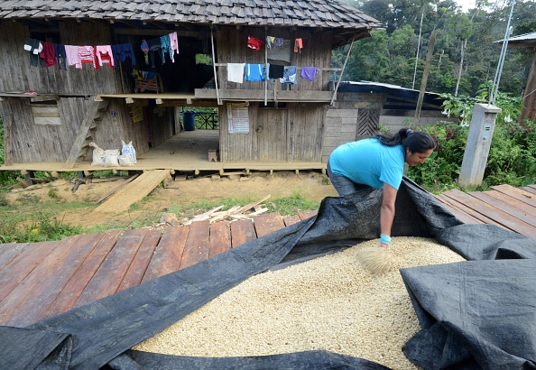 Rosa Vera, l’épouse du planteur de café Javier Sedano, recouvre des grains de café afin de les protéger de la pluie, le 28 juin 2017, dans leur plantation près de la ville de Satipo, dans la région de VRAEM, à 300 km au sud-est de Lima. VRAEM est l’acronyme militaire de la vallée des fleuves Apurimac, Ene et Mantaro dans laquelle les producteurs remplacent graduellement les cultures illégales par du café et du cacao. (CRIS BOURONCLE/AFP/Getty Images)