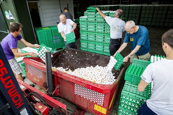 Des agriculteurs jettent des œufs dans une ferme de volaille à Onstwedde, Pays-Bas, le 3 août 2017 après que l'Autorité néerlandaise pour l'alimentation et le bien-être (NVWA) a mis en évidence la contamination des œufs par le fipronil, un insecticide toxique interdit d'utilisation dans la production d'aliments.(PATRICK HUISMAN/AFP/Getty Images)