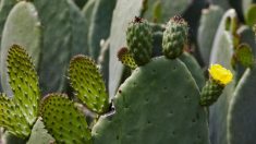 Le nopal, un cactus ancestral à l’histoire remarquable