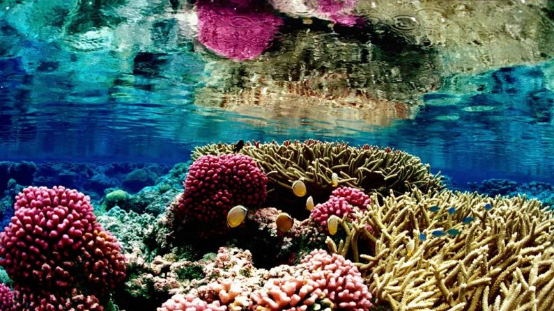 Le corail dit précieux est très prisé depuis des décennies dans certaines parties de l'Asie pour être utilisé dans des des bijoux et objets souvenirs. (Pixabay.com)