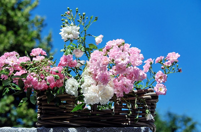 Depuis des siècles, la rose est utilisée pour les soins de beauté (Pixabay)