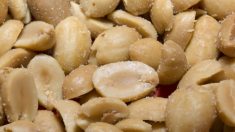 Traitement de l’allergie aux arachides : la découverte d’une scientifique australienne