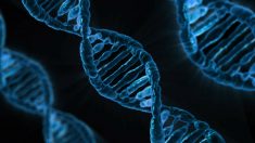 C’est désormais prouvé : nos expériences durant l’enfance affectent notre ADN et nos prédispositions à certaines maladies