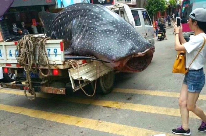 Les pêcheurs transportent un requin baleine dans les rues du canton de Xiapu, Chine, le 4 septembre 2017. (Médias sociaux)