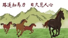 Un long chemin permet de prouver la force d’un cheval (路遥 知 马力)