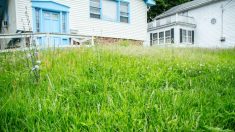 Les pelouses à faible entretien: une alternative qui s’impose