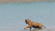 Inde : une tigresse « mangeuse d’hommes » meurt électrocutée