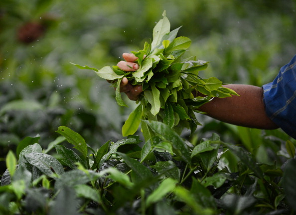Depuis la nuit des temps, le thé représente une plante parée de multiples vertus. (ROBERTO SCHMIDT/AFP/Getty Images)