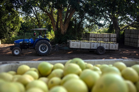 Un tracteur transporte des citrons dans une ferme qui a été revendiquée par la communauté noire, puis louée à l'ancien propriétaire blanc, le 7 juin 2017 à Hoedspruit, en Afrique du Sud.
(MUJAHID SAFODIEN / AFP / Getty Images)
