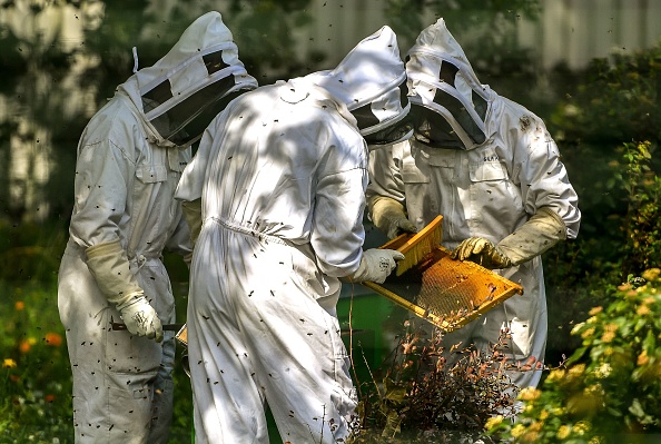 La fréquence de contamination la plus élevée a concerné les miels d'Amérique du Nord (89%), devant l'Asie (80%) et l'Europe (79%). L'Amérique du Sud a présenté la plus faible (57%).
(PHILIPPE HUGUEN/AFP/Getty Images)