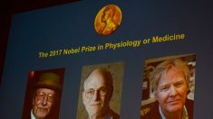 Trois chercheurs américains se voient décerner le Nobel de médecine
