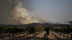 Drame en Californie : maisons et vignobles en flammes
