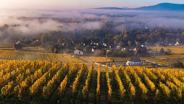 Des vignobles à Wolxheim, dans l'est de la France, le 15 octobre 2017 au lever du soleil. (PATRICK HERTZOG/AFP/Getty Images)