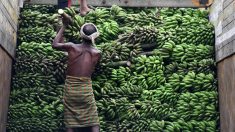 98 millions de dollars pour lutter contre la jaunisse des bananes