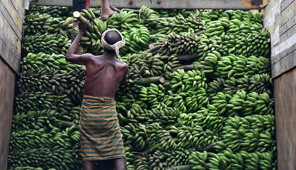 En 2040, 1,6 million d’hectares de bananes pourraient être contaminés par la Tropical Race 4 (TR4), cette nouvelle souche de la jaunisse fusarienne.
(BIJU BORO/AFP/Getty Images)