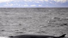 Islande : les baleines sont les nouvelles stars de l’écotourisme