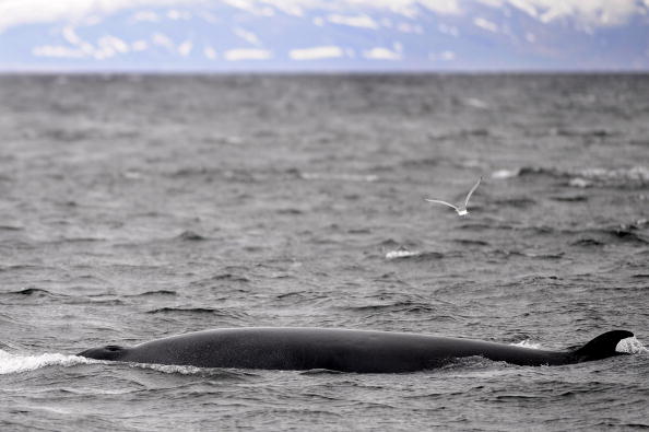 En Islande, les baleines sont devenues les nouvelles stars de l'écotourisme. Un petit rorqual nage près d'un bateau de tourisme pour l'observation des baleines au large de Reykjavik. (OLIVIER MORIN / AFP / Getty Images)