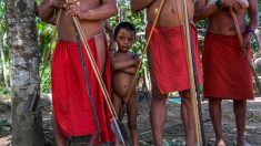 Amazonie : les tribus face aux envahisseurs