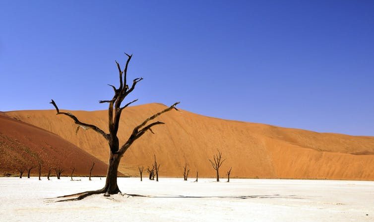 Arbres desséchés dans le désert namibien. (Katja/pixabay/CC BY)