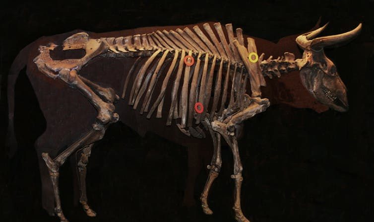 Squelette reconstitué d’un auroch datant de 7500 av. J.-C. retrouvé au Danemark. (Malene Thyssen./Wikimedia/CC BY-NC)