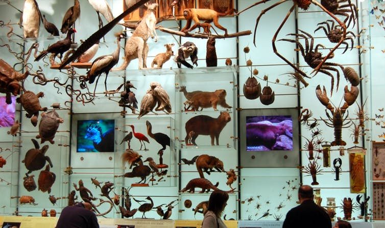 Dans la « galerie de la biodiversité » de l’American Museum of Natural History à New York. (Dano/Flickr/CC BY)