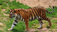 Russie : une soigneuse attaquée par un tigre et sauvée par les visiteurs