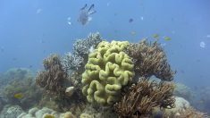 Australie : des chercheurs réussissent à transplanter du corail sur la Grande barrière
