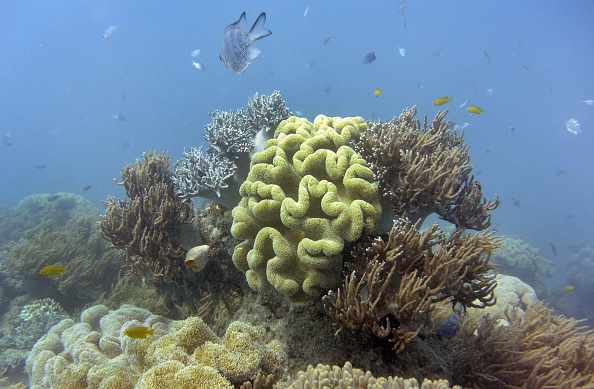 Grande barrière de corail en Australie. (WILLIAM WEST/AFP/Getty Images)